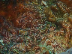 Leptoseris explanata