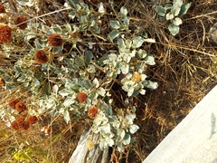 Eriogonum latifolium