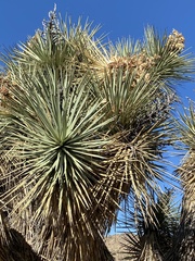 Yucca brevifolia