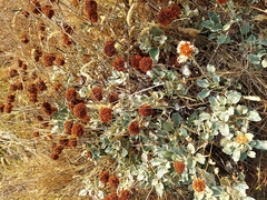 Eriogonum latifolium