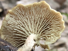 Lentinellus subaustralis