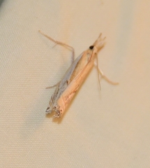 Crambus girardellus