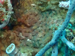 Leptoseris explanata