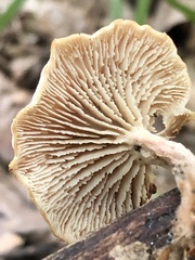 Lentinellus subaustralis