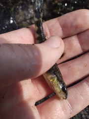 Percina nigrofasciata