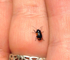 Cryptocephalus notatus