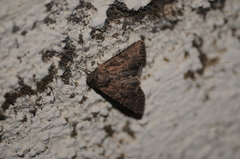 Noctuinae