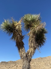 Yucca brevifolia