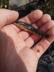 Percina nigrofasciata