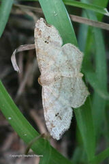 Psamatodes abydata