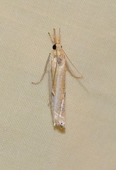 Crambus girardellus