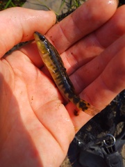 Percina nigrofasciata