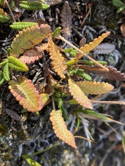 Dryas hookeriana