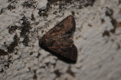 Noctuinae