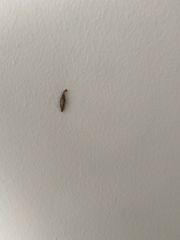 Tineinae