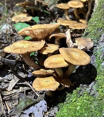 Desarmillaria