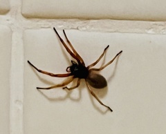 Trachelas tranquillus