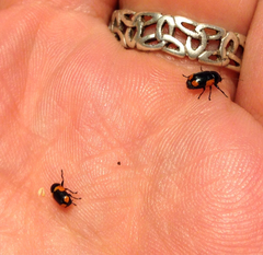 Cryptocephalus notatus