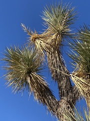 Yucca brevifolia