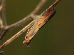 Elasmopalpus lignosella