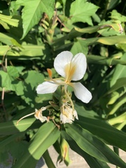 Hedychium