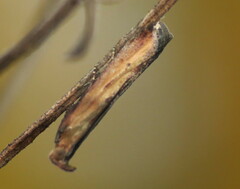 Elasmopalpus lignosella