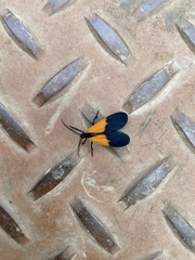 Lycomorpha pholus