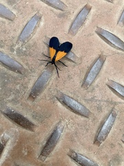 Lycomorpha pholus