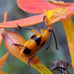 Stethopachys formosa