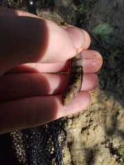 Percina nigrofasciata