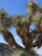 Yucca brevifolia