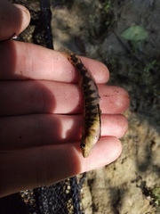 Percina nigrofasciata