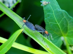 Plecia nearctica