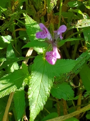 Stachys palustris
