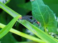 Plecia nearctica
