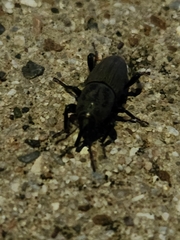Sphenophorus coesifrons