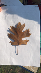Quercus rubra