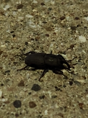 Sphenophorus coesifrons