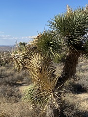 Yucca brevifolia