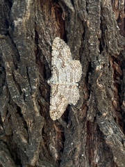 Iridopsis defectaria