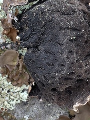 Umbilicaria muhlenbergii