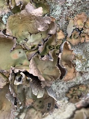 Umbilicaria muhlenbergii
