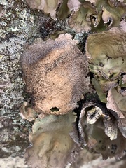 Umbilicaria muhlenbergii
