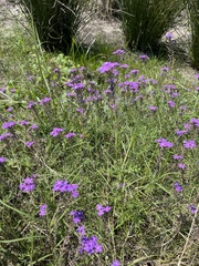 Verbena pulchella