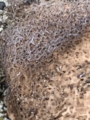 Umbilicaria muhlenbergii