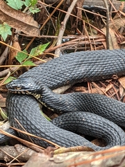 Nerodia fasciata pictiventris