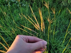 Bothriochloa