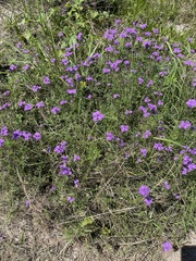 Verbena pulchella