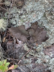 Umbilicaria muhlenbergii