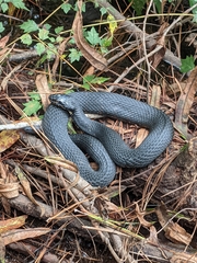 Nerodia fasciata pictiventris